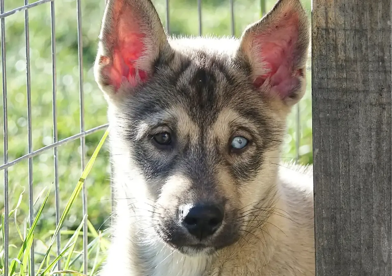 Huskies Escapade - Traineau à chiens dans les Pyrénées